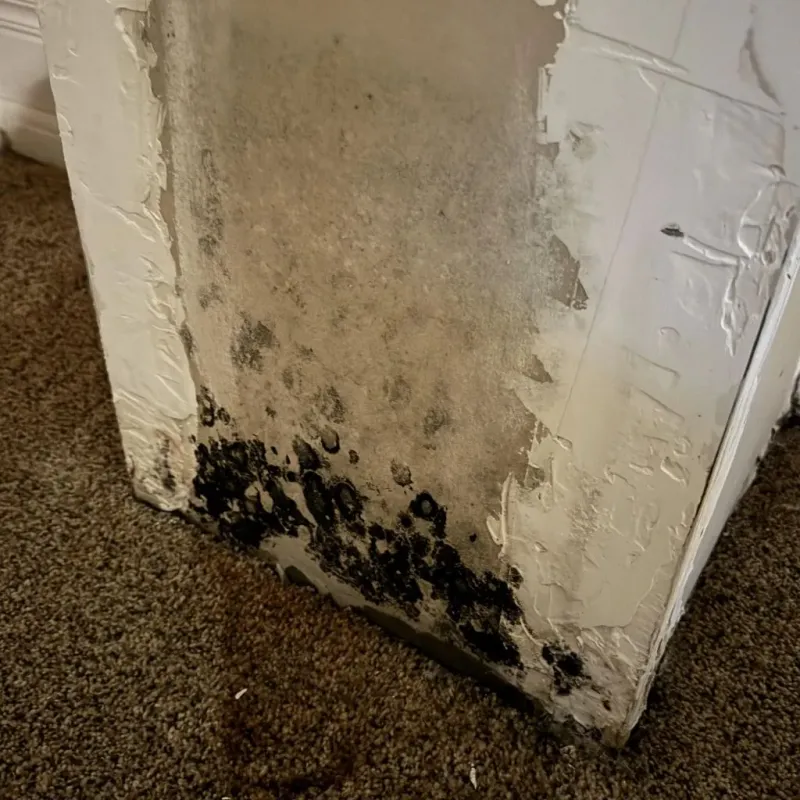 Professional Mold Removal in Ehrenberg, AZ